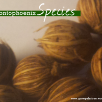 Archontophoenix Palm Seeds
